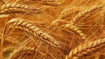 وزير التموين: 3.2 مليون فدان إجمالى المساحة المنزرعة بالقمح