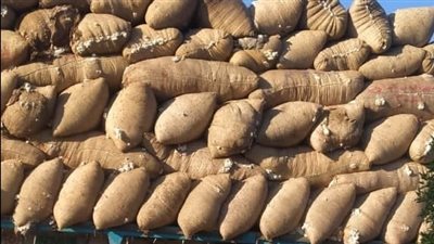 «قطاع الأعمال»: بيع 136 ألف قنطار قطن في 7 محافظات