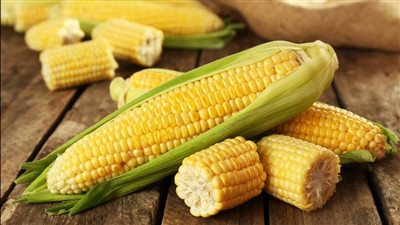 هيئة السلع التموينية تعلن عن مناقصة لتوريد الذرة الصفراء