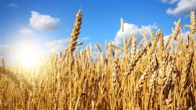 هيئة السلع التموينية تعلن عن مناقصة لشراء القمح بتمويل من البنك الدولي