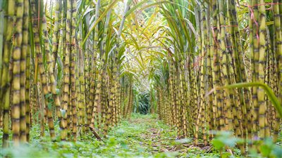 «التموين»: ارتفاع معدل توريد محصول القصب إلى 3.2 مليون طن 