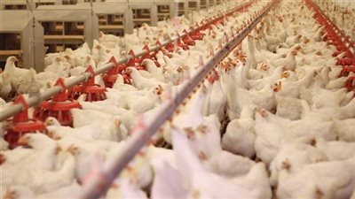 رئيس شعبة الدواجن: استيراد الفراخ البرازيلية لن يؤثر على الإنتاج المحلي