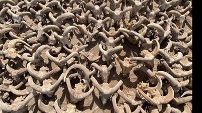 «الآثار» تعلن اكتشاف 2000 رأس كبش محنط بمعبد رمسيس الثاني