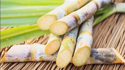 «التموين»: استلام 5.9 مليون طن قصب منذ بداية الموسم