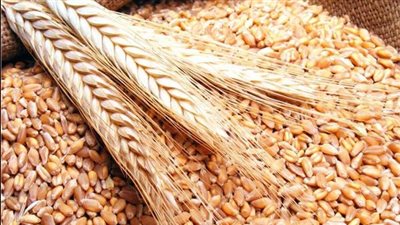 «غرفة الحبوب»: بدء توريد القمح المحلي منتصف أبريل الجاري