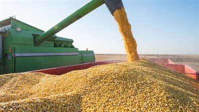 مصانع الأعلاف تبدأ تسجيل عضويتها فى بورصة السلع لشراء الذرة الصفراء