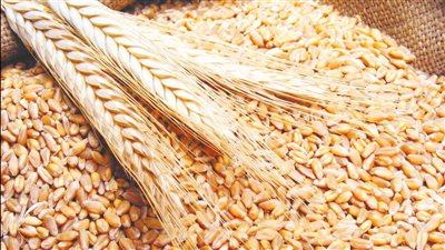 «السلع التموينية» تعلن عن ممارسة لشراء القمح المستورد