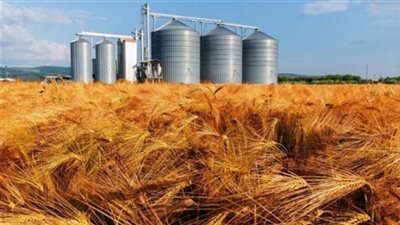 التموين: 420 نقطة تجميع لاستقبال الأقماح من الموردين خلال موسم 2023