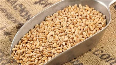 تداول 923 ألف طن قمح مستورد بالبورصة المصرية للسلع حتى منتصف أغسطس