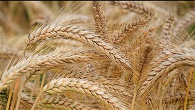 وزير التموين: الاحتياطي الاستراتيجي للقمح يكفي 4.7 شهر