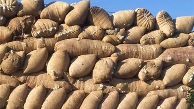 «قطاع الأعمال» تعلن بدء عمل منظومة تداول الأقطان للموسم الحالي