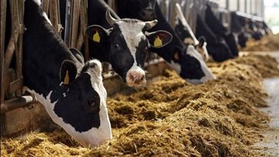 «الزراعة» تعلن وصول قيمة تمويل المشروع القومي للبتلو إلى 8.2 مليار جنيه 