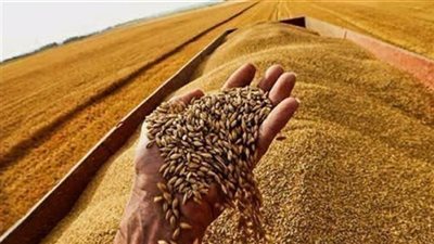 ارتفاع أسعار القمح لأعلى مستوى في أسبوعين