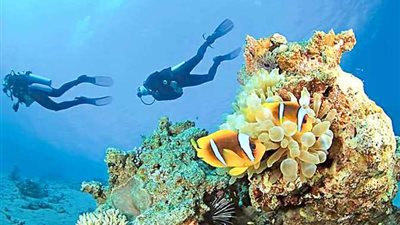 استمرار لجنة تسيير أعمال غرفة سياحة الغوص والأنشطة البحرية لمدة شهرين