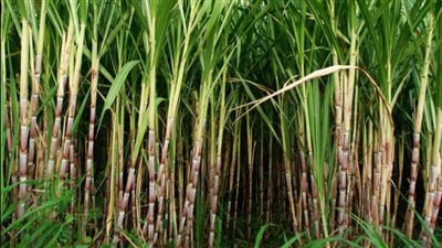 «التموين» تتعاقد على توريد 950 ألف طن قصب لصالح مصنع أرمنت