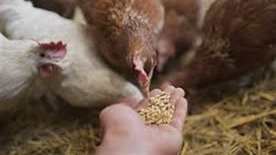 قرار وزاري باستمرار فرض رسم صادر على بعض أصناف مكونات الأعلاف