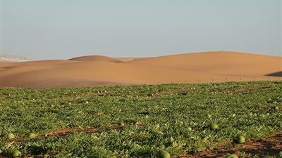 الوكالة الإسبانية للتنمية تطلق مشروع الزراعة الصحراوية المتكاملة في 5 محافظات مصرية 