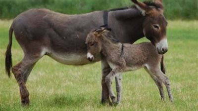 دار الإفتاء المصرية : ذبح الحمير وأكلها حرام شرعًا