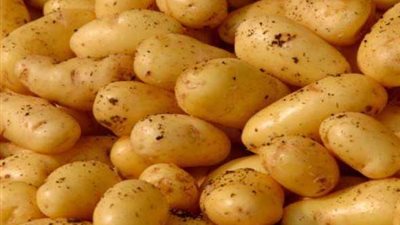 روسيا تخفف الحظر على واردات البطاطس المصرية