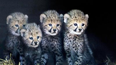 بالفيديو.. حديقة للحيوانات في ألمانيا تعرض 5 من صغار الفهود لأول مرة أمام الزوار