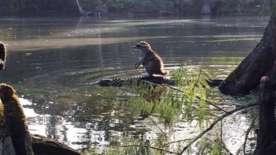 روسيا اليوم: راكون يمتطي ظهر تمساح لعبور النهر