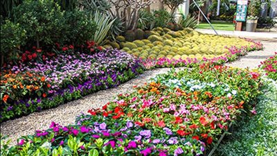 «الزراعة» تبدأ تلقي طلبات المشاركة في النسخة 91 لمعرض زهور الربيع