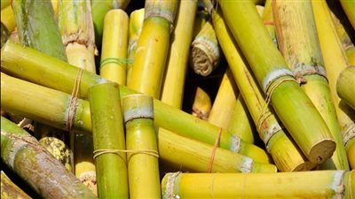 «التموين» تسدد 12 مليار جنيه مستحقات لمزارعي قصب السكر بموسم 2024