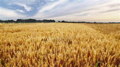 رئيس روسيا يدعو إلى إنشاء بورصة لتداول الحبوب بين دول بريكس