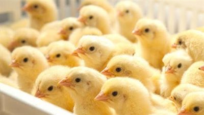 «الزراعة» تعلن فتح باب استيراد كتاكيت التسمين وبيض المائدة