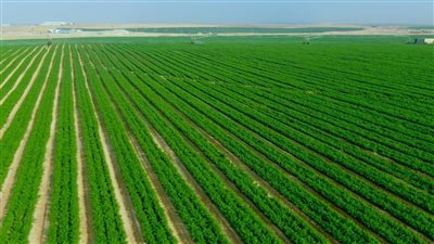  اعتماد تعديل المخطط التفصيلي لمشروع شركة مكة لاستصلاح الأراضي بالشيخ زايد 