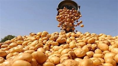 إيقاف شركتين عن تصدير البطاطس حتى نهاية موسم 2024-2025