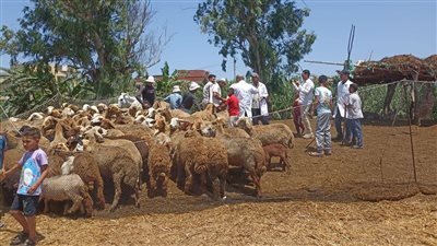 «الزراعة» تكثف جهود حماية الثروة الحيوانية بقوافل علاجية وحملات تفتيش على الأسواق