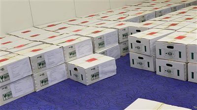 مصر تُصدر أول شحنة تقاوي بطاطس ميني تيوبر إلى أوزبكستان