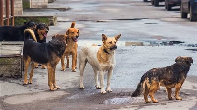 تشكل لجنة فنية لوضع خطة وطنية لمجابهة الحيوانات الضالة في مصر
