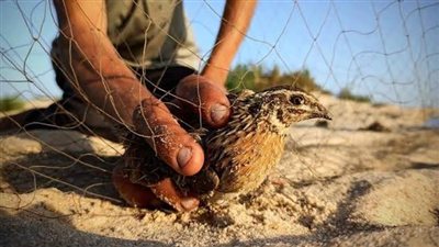 «البيئة» تصرح بصيد السمان البري والشرشير الصيفي في 8 محافظات