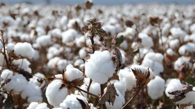 وزيرا التجارة والزراعة يصدران قراراً مشتركاً بشأن نظام تداول القطن الزهر