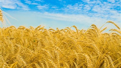 التعبئة والإحصاء: 54.9% متوسط نسبة الاكتفاء الذاتى من القمح خلال 10 سنوات