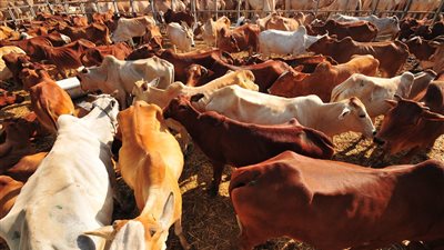 ميناء بورسعيد يستقبل 1035 رأس ماشية 