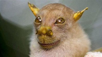 بالفيديو.. مواطن روسي يحاول تهريب حيوانات نادرة إلى موسكو