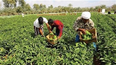 تعديل النظام الداخلي لـ 32 جمعية زراعية في محافظة البحيرة  