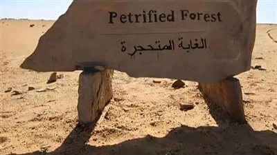 الحكومة تكشف حقيقة التعدي على الأشجار في محمية الغابة المتحجرة