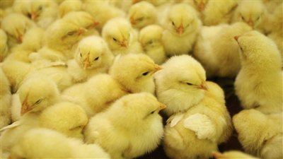 وزارة «الزراعة»: زيادة أسعار الكتاكيت في الأسواق غير مبررة