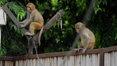 بالفيديو.. قردة تتغذى على كابلات الانترنت في الهند