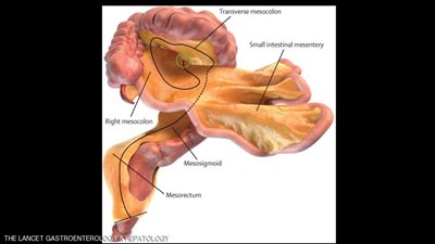 علماء يكتشفون عضوا جديدا في جسم الإنسان (صور)