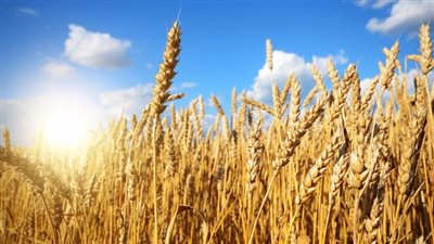 الحكومة تنفى تعقيد إجراءات توريد محصول القمح من المزارعين للموسم الحالي