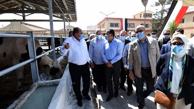 «مدبولى»: خطة لمضاعفة تمويل مشروعات الانتاج الحيوانى إلى 4 مليارات جنيه