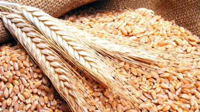 الحكومة: لا أزمة في توفير القمح بالمحافظات