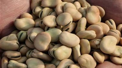 «الحاصلات الزراعية»: وقف تصدير الفول يتسبب فى خسائر للمصدرين