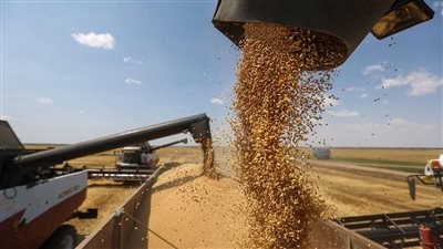 الحكومة تنفي الإفراج عن شحنات قمح فاسدة وغير صالحة للاستهلاك