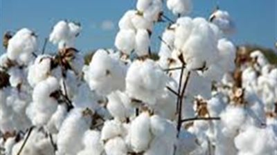 وزير الزراعة يفتتح موسم جنى القطن ببنى سويف